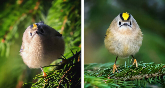 Real Life Angry Bird Photography By Ossi Saarinen