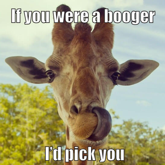 animal pick up lines 19 (1)