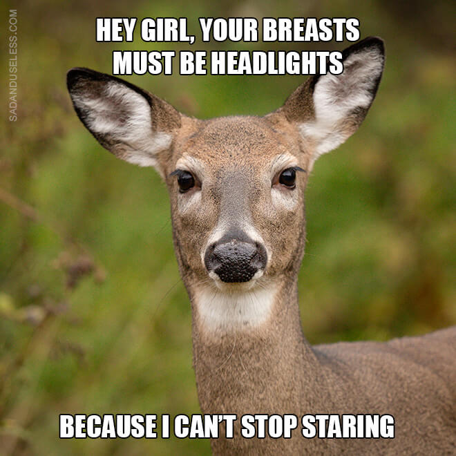 animal pick up lines 2 (1)