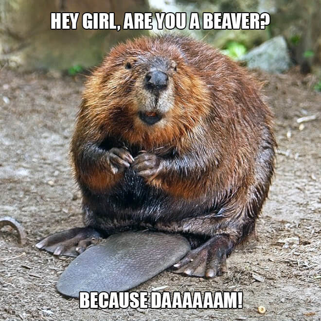 animal pick up lines 3 (1)