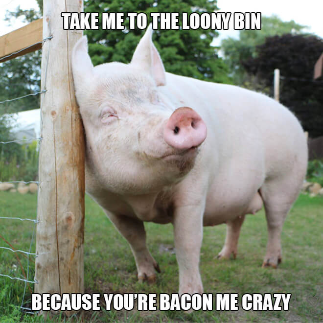 19 Animal Pick Up Lines Because Everything Else You Tried Failed