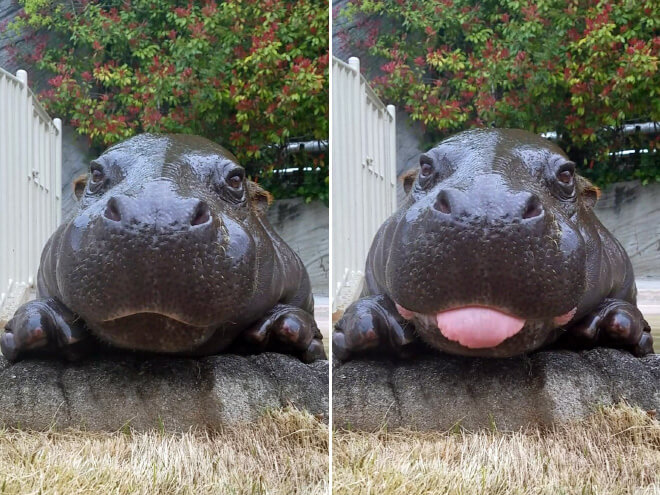 21 Baby Hippo Pictures That Will Make You Smile In Ways You Never