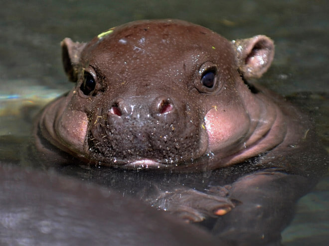 baby hippo images 10 (1)