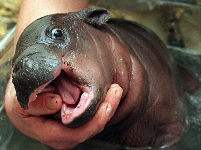21 Baby Hippo Pictures That Will Make You Smile In Ways You Never Knew  Possible