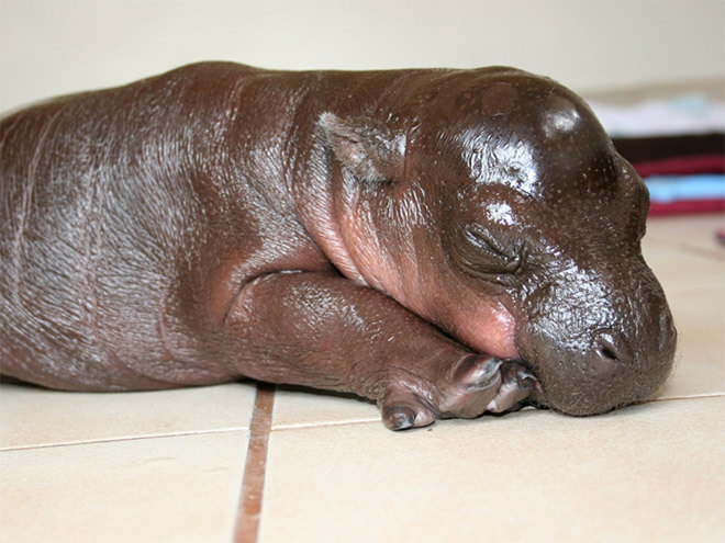 tiny hippo pictures 13 (1)