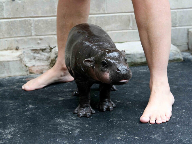 tiny hippo pictures 15 (1)