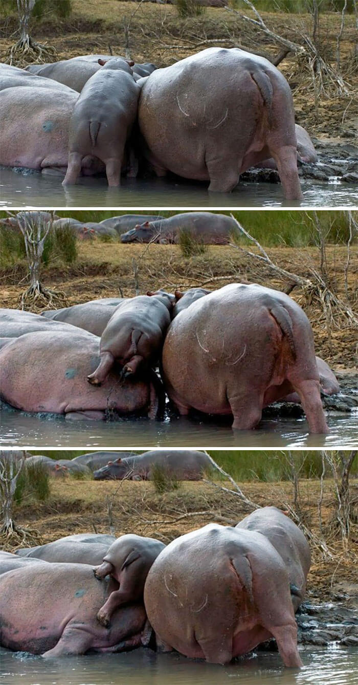 tiny hippo pictures 19 (1)