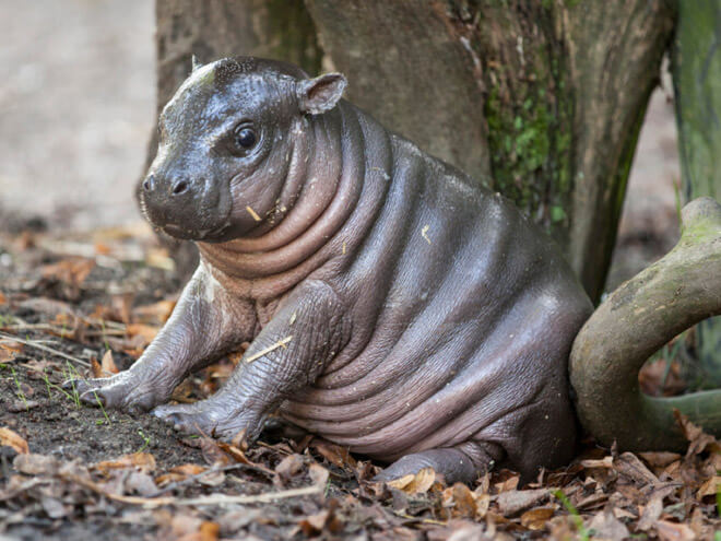 baby hippo pictures 2 (1)