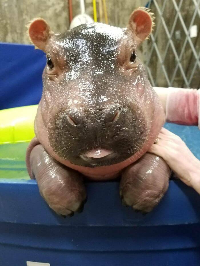 baby hippo pictures 20 (1)