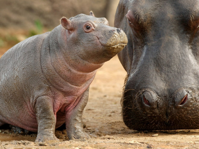 adorable hippo pictures 3 (1)