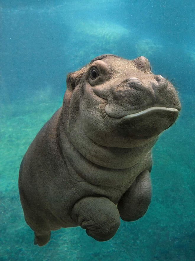 adorable hippo pictures 4 (1)