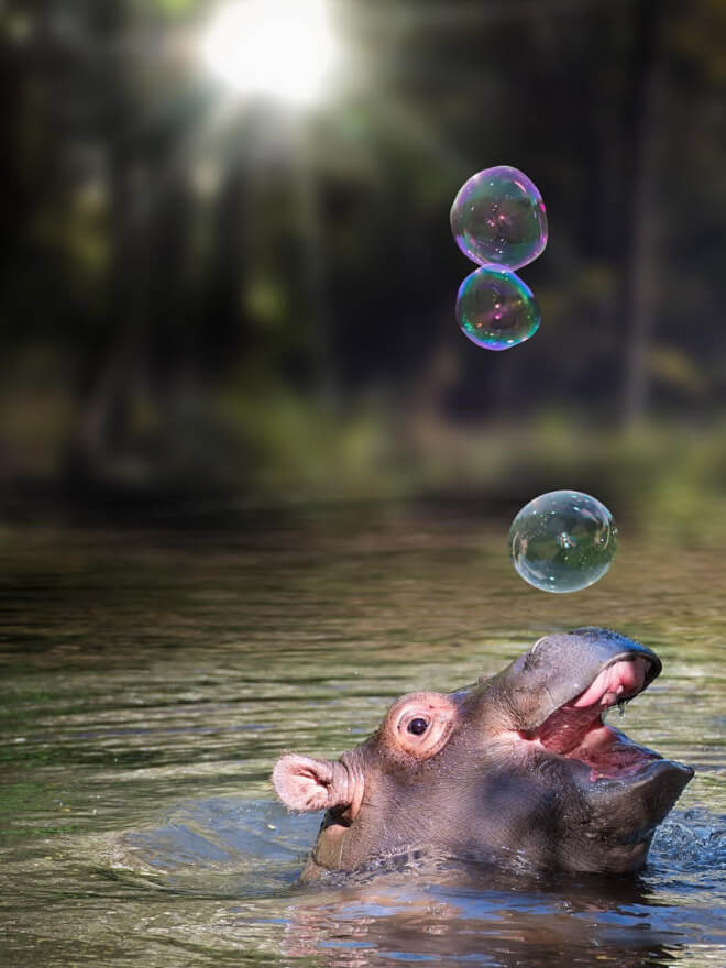 21 Baby Hippo Pictures That Will Make You Smile In Ways You Never Knew 