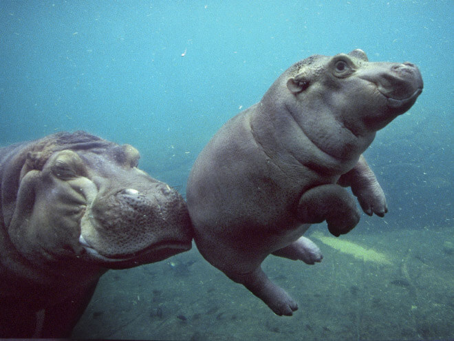 adorable hippo pictures 7 (1)