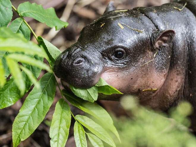 baby hippo images 9 (1)