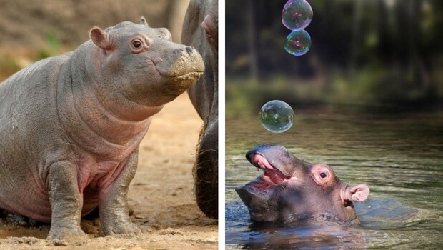 21 Baby Hippo Pictures That Will Make You Smile In Ways You
