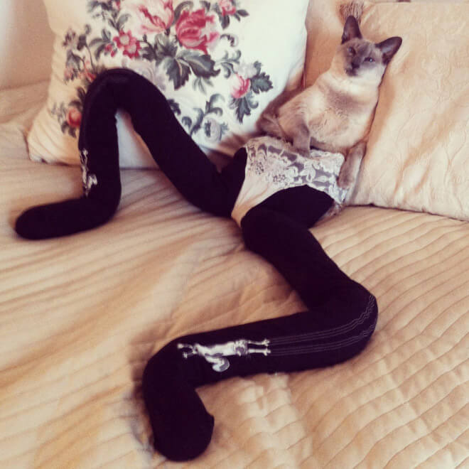 cats wearing stockings 1 (1)