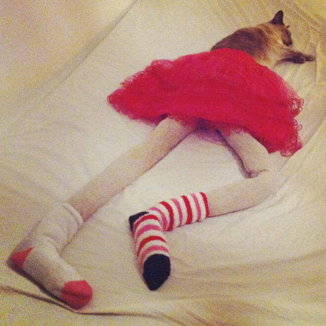 cats in tights 10 (1)