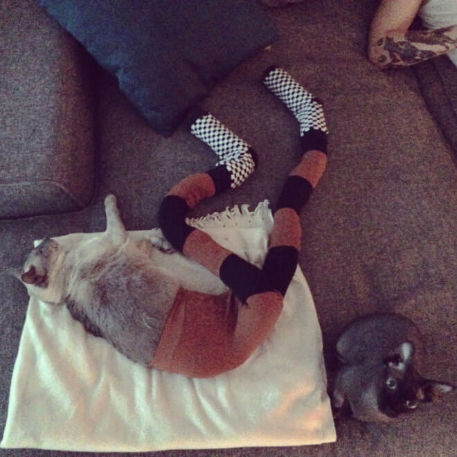 cats in tights 12 (1)