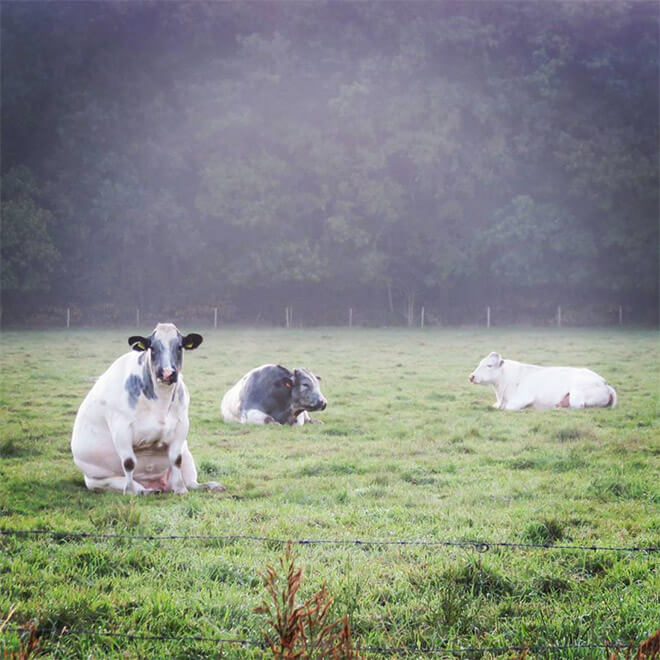 cows sitting like dogs 1 (1)