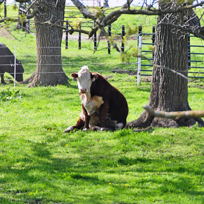 cows sitting like dogs 11 (1)