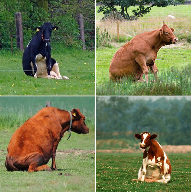 cows sitting like dogs 12 (1)