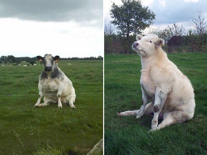cows sitting like dogs 2 (1)