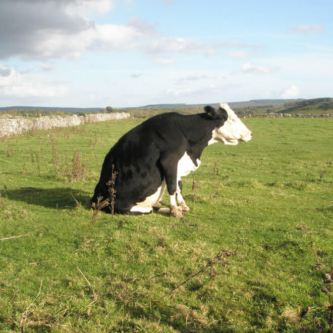 cows sitting like dogs 3 (1)