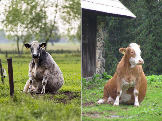 cows sitting like puppies 4 (1)