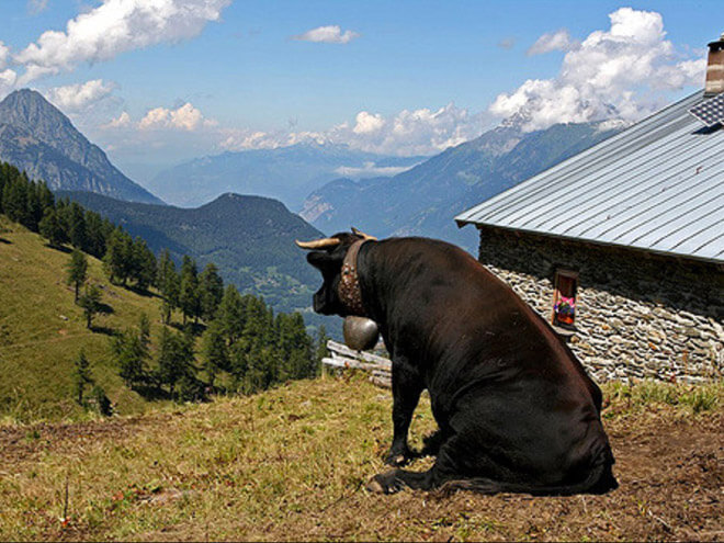 cows sitting like puppies 5 (1)