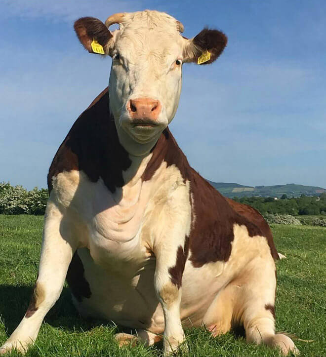 cows sitting like puppies 6 (1)