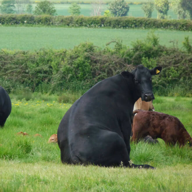 cows sitting like puppies 7 (1)