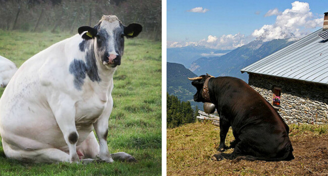 dogs that look like cows