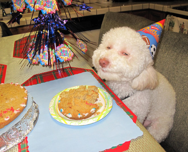 dogs sitting like humans 1 (1)