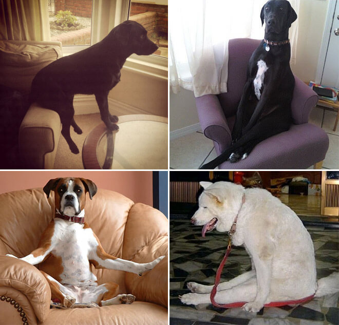 dogs sitting like real people 11 (1)