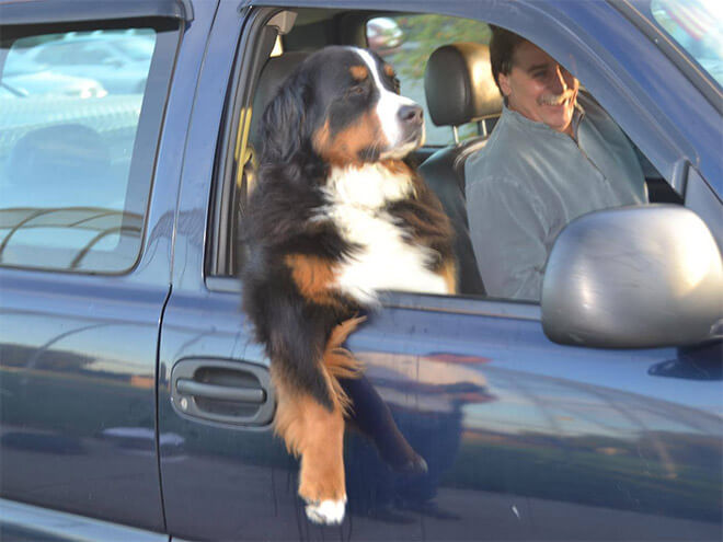 dogs sitting like real people 13 (1)