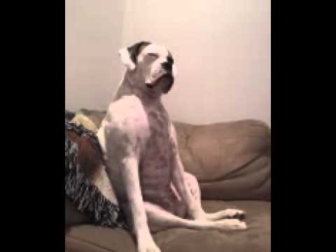 dogs sitting like people 18 (1)