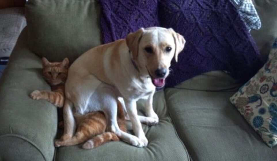 23-dogs-sitting-like-humans-to-make-us-all-redundant