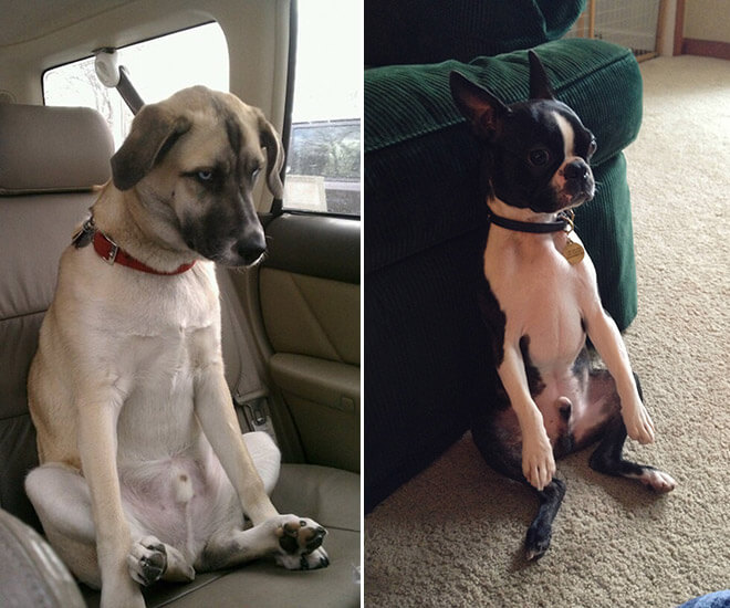 can dogs sit like humans