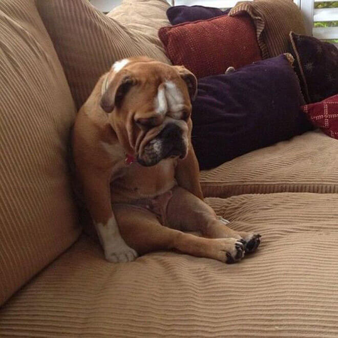 23 Dogs Sitting Like Humans To Make Us All Redundant