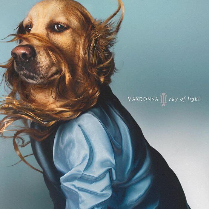 madonna album covers recreated by dog 1a (1)