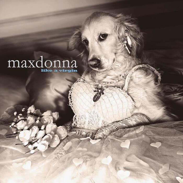 maxdonna album covers recreated by dog 4a (1)