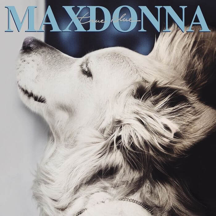 maxdonna album covers recreated by dog 6a (1)