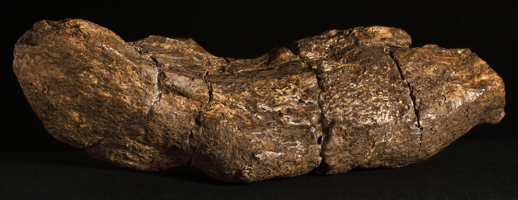 The Oldest Poo In The World. Yes, You've Read That Right!