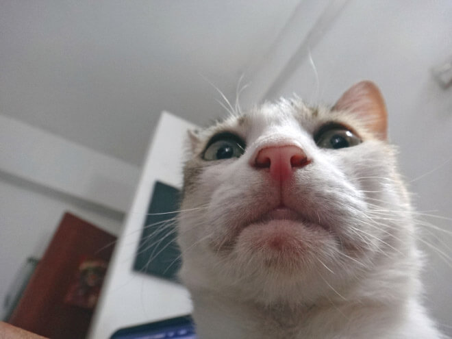 when you accidentally open the front camera 3 (1)