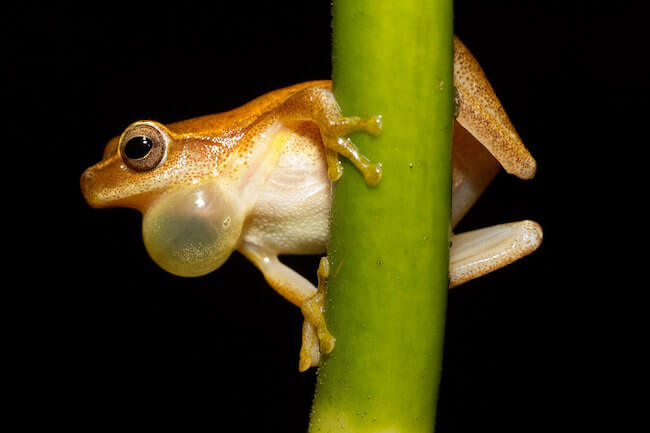 why do frogs croak at night - frog on a branch (1)