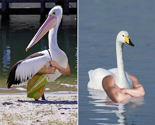 23 Birds With Arms You Need To See Today Seriously 