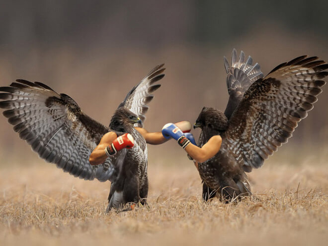 23 Birds With Arms You Need To See Today. Seriously!