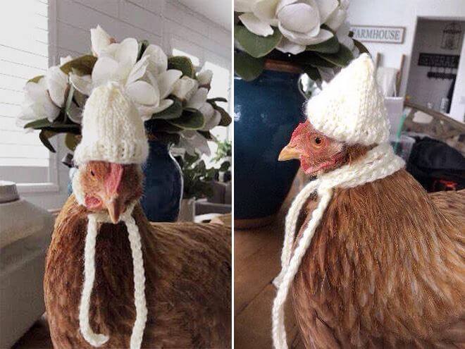 Winter Chicken Fashion 2018 in 17 pictures. It's a thing!