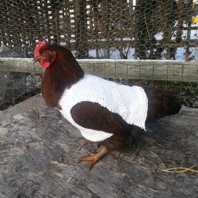 chicken-fashion-winter-2018_9