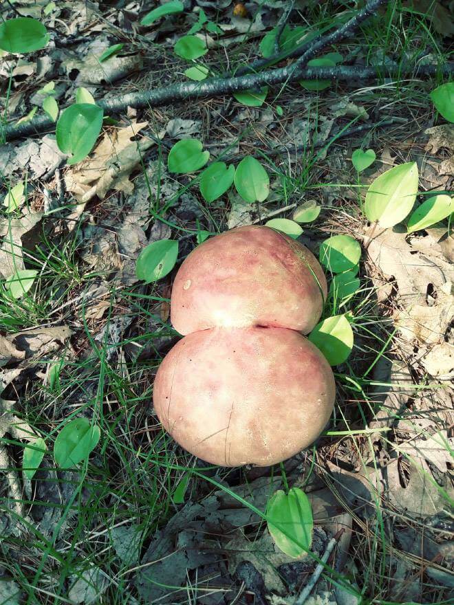 mushroom-butts